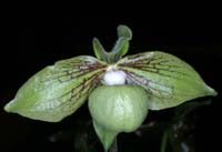 Paphiopedilum jackii 090308 (264)