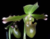 Paphiopedilum javanicum 090308 (272)