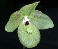 Paphiopedilum malipoense 090308 (102)
