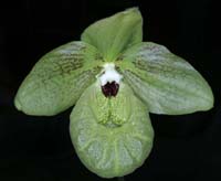 Paphiopedilum malipoense 090308 (103)
