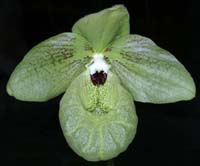 Paphiopedilum malipoense 100308 (153)