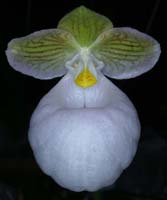 Paphiopedilum micranthum album 090308 (258)