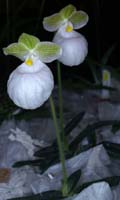 Paphiopedilum micranthum album 090308 (259)