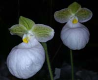 Paphiopedilum micranthum album 090308 (260)