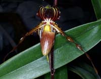 Paphiopedilum praestans 100308 (59)