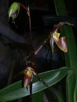 Paphiopedilum praestans 100308 (60)