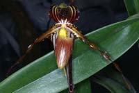 Paphiopedilum praestans 100308 (61)