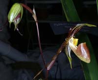 Paphiopedilum praestans 100308 (62)