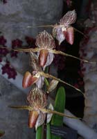 Paphiopedilum rotschildianum 100308 (54)