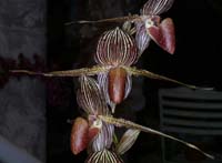 Paphiopedilum rotschildianum 100308 (55)