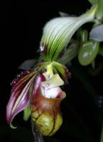 Paphiopedilum sangii 090308 (266)