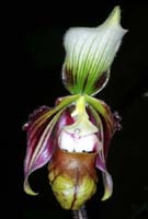 Paphiopedilum sangii 090308 (267)