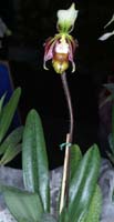 Paphiopedilum sangii 090308 (268)