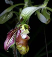Paphiopedilum sangii 090308 (269)
