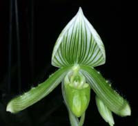 Paphiopedilum thailandense alba 090308 (256)