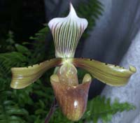 Paphiopedilum tonsum cupreum 090308 (277)