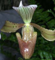 Paphiopedilum tonsum cupreum 090308 (278)