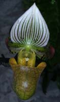 Paphiopedilum urbanianum 090308 (279)