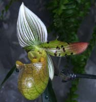 Paphiopedilum urbanianum 090308 (280)