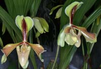 Paphiopedilum villosum 090308 (5)