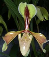 Paphiopedilum villosum 090308 (6)