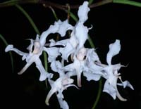 Papilionanthe vandarum 090308 (19)