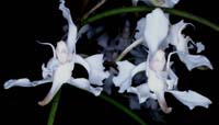 Papilionanthe vandarum 090308 (20)