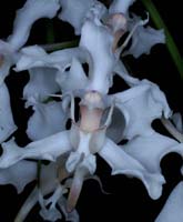 Papilionanthe vandarum 100308 (83)