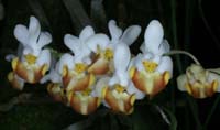 Phalaenopsis lobbii 090308 (91)