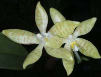Phalaenopsis pallens 090308 (27)