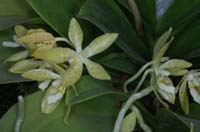 Phalaenopsis pallens 090308 (29)