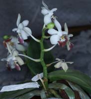 Phalaenopsis parishii 090308 (200)