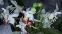 Phalaenopsis parishii 090308 (201)