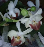 Phalaenopsis parishii 090308 (202)