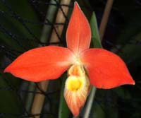 Phragmipedium besseae 090308 (183)