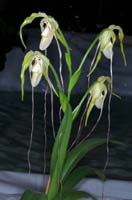 Phragmipedium caudatum 090308 (158)