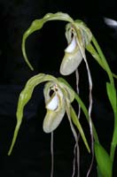 Phragmipedium caudatum 090308 (160)