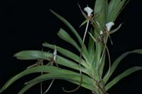 Plectrelminthus caudatus 100308 (41)