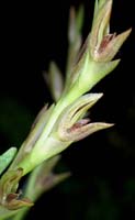 Pleurothallis platystachys 090308 (1)