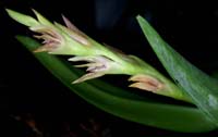 Pleurothallis platystachys 090308