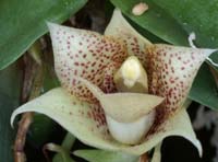 Promenaea rolinsonii 100308 (98)