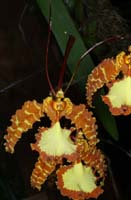Psychopsis papilio 090308 (291)