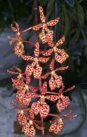 Renanthera monachica 090308 (287)