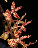 Renanthera monachica 090308 (348)