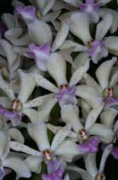 Rhynchostylis gigantea 090308 (18)