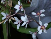 Sarcochilus hartmannii 090308 (156)