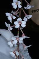 Sarcochilus hartmannii 100308 (111)