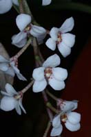 Sarcochilus hartmannii 100308 (112)