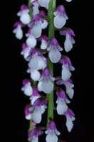 Schoenorchis gemmata 090308 (326)