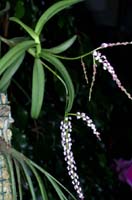 Schoenorchis gemmata 090308 (327)